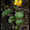 Image of Caltha-Leaf Avens