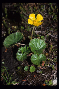 Image of Caltha-Leaf Avens