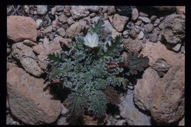 Image de Glyptopleura marginata Eaton