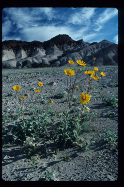 Plancia ëd Geraea canescens Torr. & A. Gray