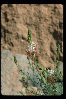 Image of <i>Gaura coccinea</i>