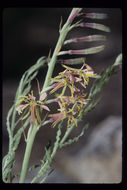 Image of <i>Gaura coccinea</i>