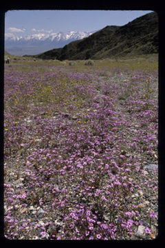 Image of showy gilia