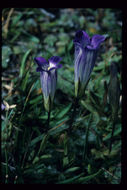 Image of Sierra fringed gentian