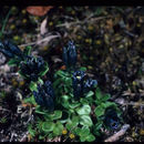 Image of pale gentian