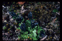 صورة Gentiana glauca Pall.