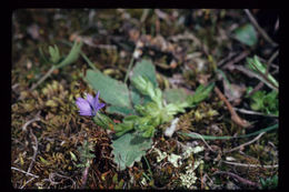 Plancia ëd Gentiana prostrata Haenke