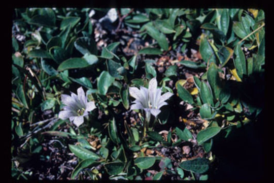 Image of alpine gentian