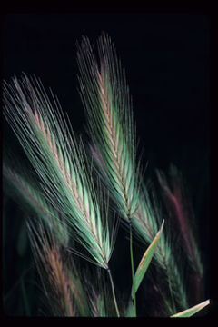 Hordeum murinum subsp. leporinum (Link) Arcang.的圖片