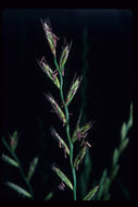 Image of <i>Festuca perennis</i>