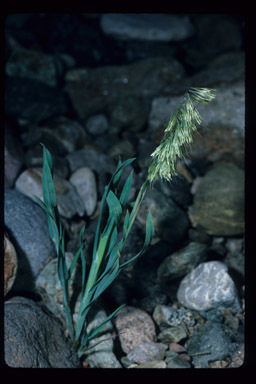 Lamarckia aurea (L.) Moench resmi