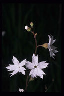 Image of San Francisco woodland-star