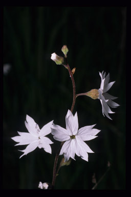 Image of San Francisco woodland-star