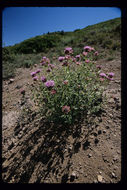 Image of mountain monardella