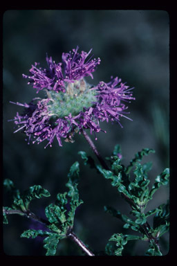 Image of curlyleaf monardella