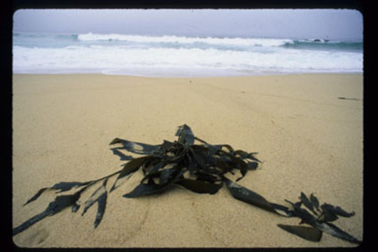 Image of Giant kelp