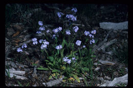 Image of wood forget-me-not