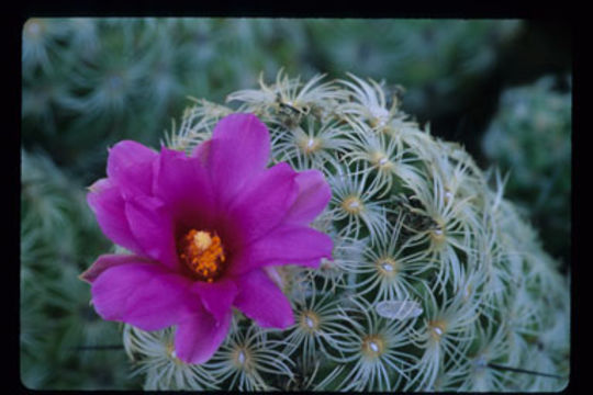 Image of Chihuahuan beehive