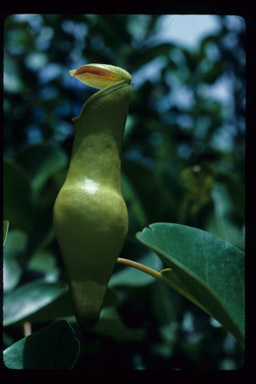 Image of Pitcher plant