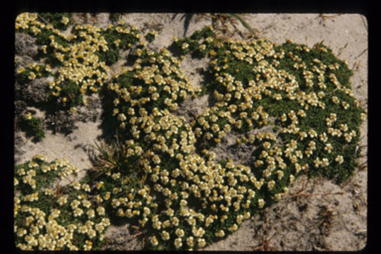 Image of Nassauvia gaudichaudii (Cass.) Cass.