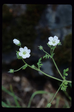 Imagem de Nemophila heterophylla Fisch. & C. A. Mey.