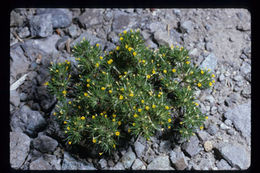 Image de Navarretia breweri (A. Gray) Greene