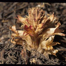 Image of <i>Orobanche californica</i>