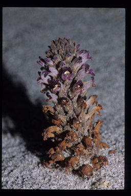 Image of chaparral broomrape