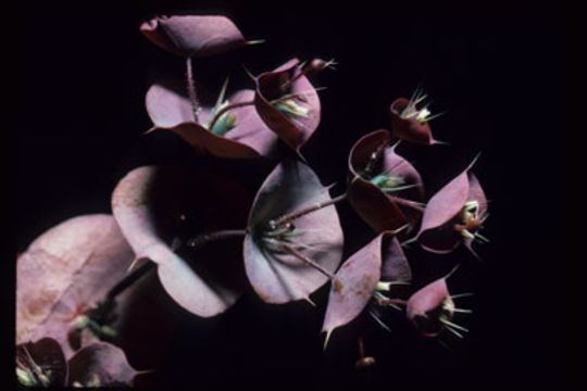 Image of roundleaf oxytheca