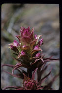 Orthocarpus cuspidatus subsp. copelandii (Eastw.) T. I. Chuang & L. R. Heckard resmi