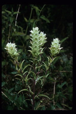 Orthocarpus cuspidatus subsp. cryptanthus (Piper) T. I. Chuang & L. R. Heckard resmi