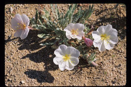 Imagem de Oenothera deltoides Torr. & Frem.