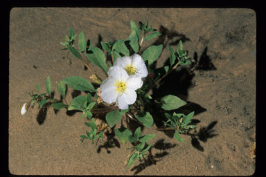 Imagem de Oenothera deltoides Torr. & Frem.