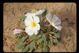 Imagem de Oenothera deltoides Torr. & Frem.