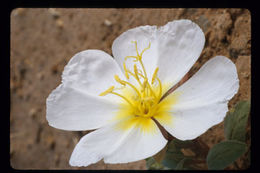 Imagem de Oenothera deltoides Torr. & Frem.