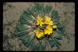 Imagem de Oenothera primiveris A. Gray