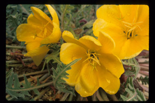 Imagem de Oenothera primiveris A. Gray