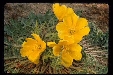 Imagem de Oenothera primiveris A. Gray