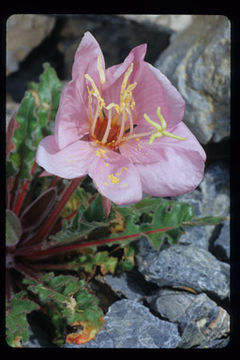 Oenothera cespitosa Nutt. resmi