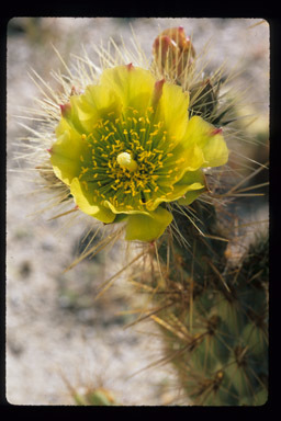 Image of Wiggins' cholla