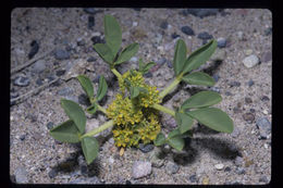 Image of <i>Oxystylis lutea</i>