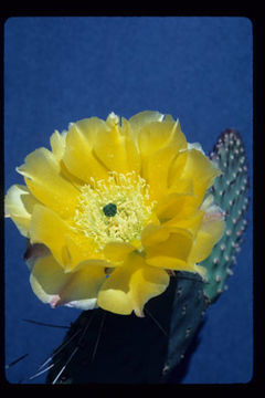 Image of <i>Opuntia <i>polyacantha</i></i> var. polyacantha