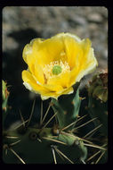 Image of Brownspine Pricklypear