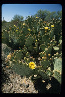 Image of Brownspine Pricklypear