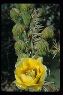 Image of Brownspine Pricklypear