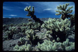 Image of teddybear cholla