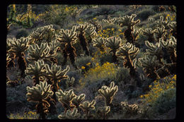 Image of teddybear cholla