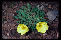 Image of Lapland poppy