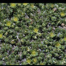 Image of Rocky Mountain nailwort