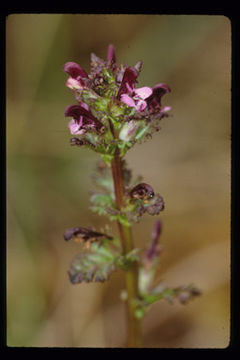 Image of Small-Flower Lousewort